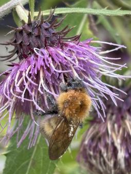 蜜を吸うマルハナバチ 吸う,フジアザミ,あざみの写真素材