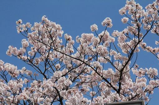 サクラ・桜 サクラ・桜 サクラ,咲く風景,春の写真素材