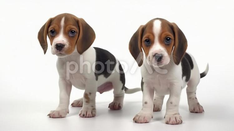 ビーグルの子犬 4 犬,イヌ,いぬの写真素材
