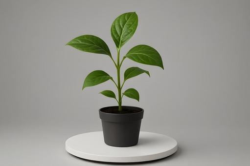 黒鉢に育つ観葉植物 黒鉢に育つ観葉植物の写真