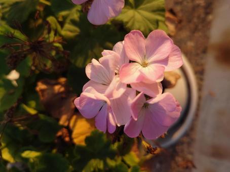 花 花の写真