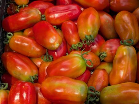 Photo, san marzano, tomato, tomatoes for processing, 
