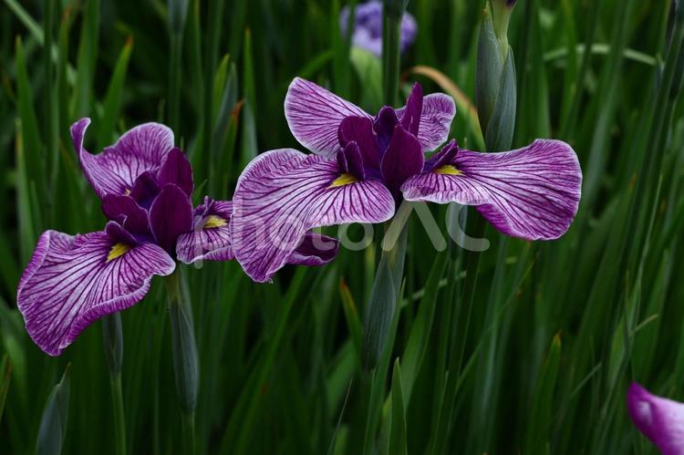 凛として優雅に咲く 花菖蒲,花,アヤメ科の植物の写真素材