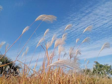 秋空とススキ 秋,草,風景の写真素材