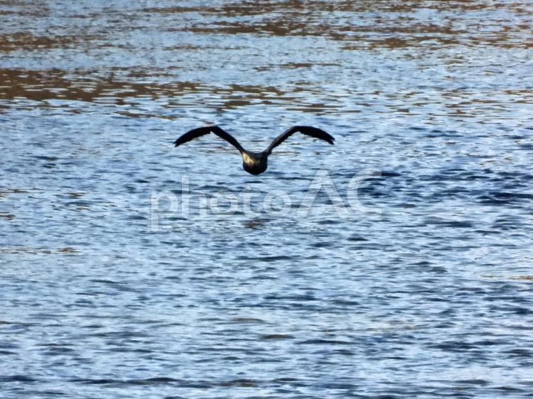 川面の上を飛翔する川鵜 鳥,野鳥,川鵜の写真素材