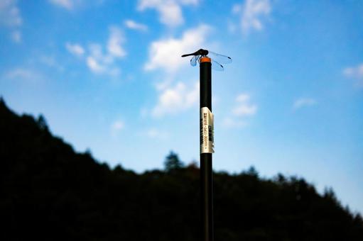 とんぼと電柵 米,お米,白米の写真素材
