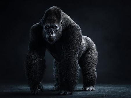 写実的なゴリラの表情の写真