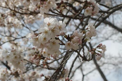 寒空の桜 白い花,花びら,桜の木の写真素材