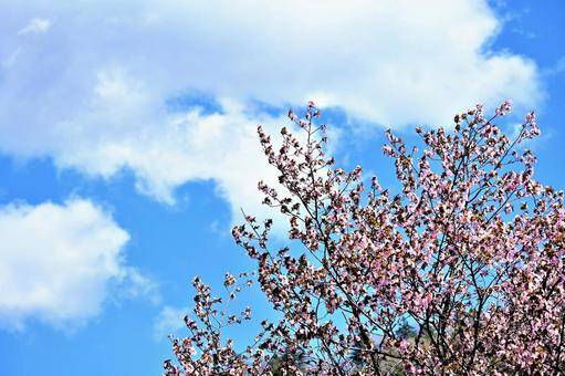 桜 12654 桜 12654の写真