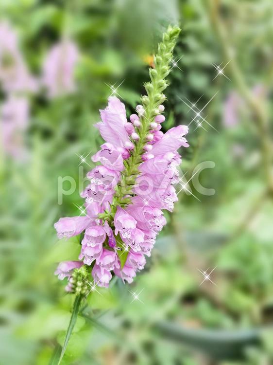 ハナトラノオ ハナトラノオ,秋,花の写真素材