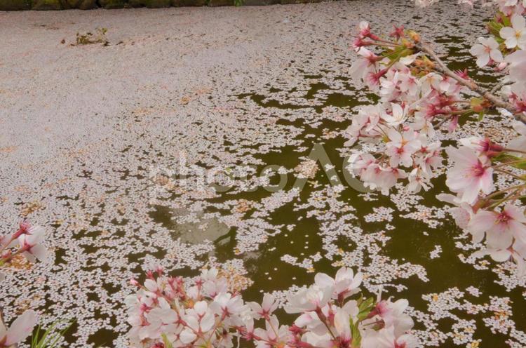 哀愁漂う桜の花びらで覆い尽くされた湖 桜,湖,満開の写真素材