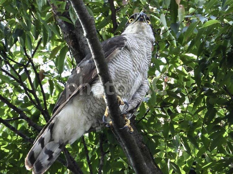 枝につかまるオオタカ 鳥,野鳥,オオタカの写真素材