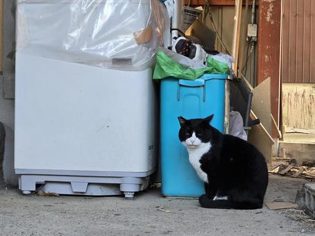 見つめる猫 猫,ネコ,地域猫の写真素材