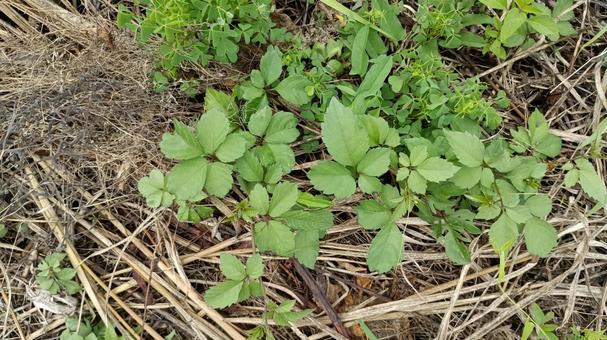 ヤブガラシ ヤブガラシ,植物,ぶどう科の写真素材