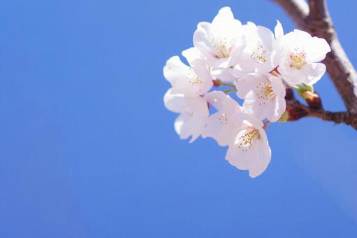 桜 桜,アップ,空の写真素材