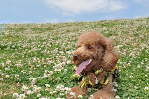 シロツメクサに囲まれたトイプードル トイプードル,動物,哺乳類の写真素材