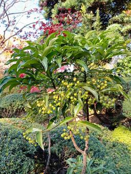 万両　未熟の青い実 万両,青い実,観音寺の写真素材