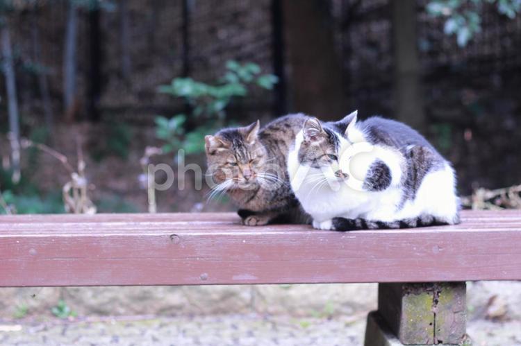 仲良しこよしの猫 仲良し,猫,野良猫の写真素材