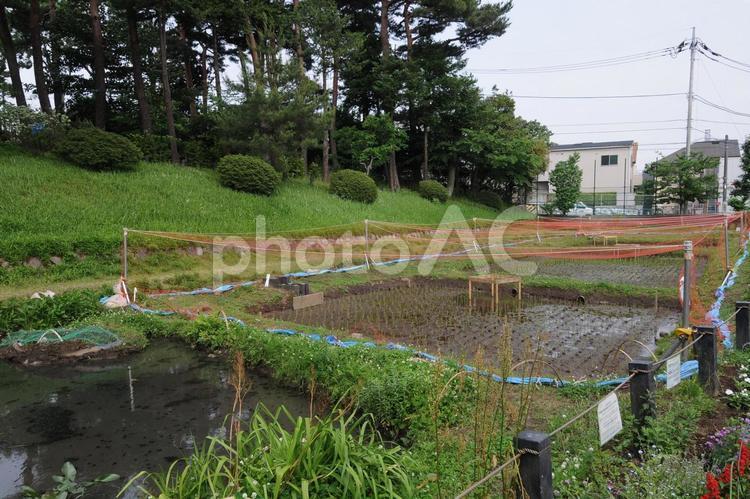 柏の宮公園の溜池・水田 柏の宮公園,風景,景色の写真素材