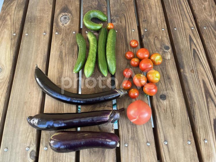 採れたての野菜 野菜,ナス,キュウリの写真素材