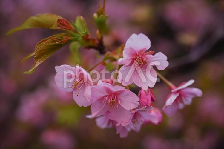 ★＜五島の春の風景＞夜明けの河津桜 河津桜,桜,花の写真素材