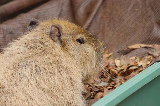 カピバラ カピバラ,生き物,動物の写真素材