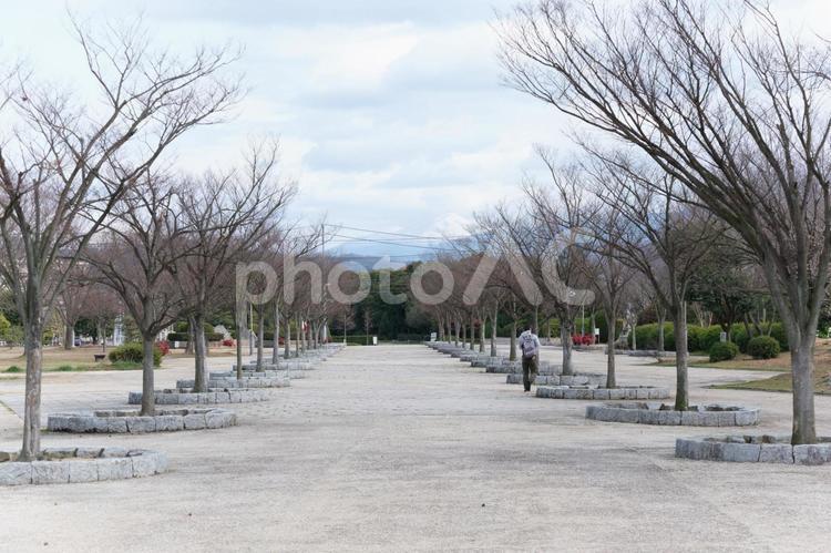 冬の街路樹がたくさんある公園を歩く人 公園,冬,木の写真素材
