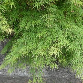 Weeping maple leaves, JPG