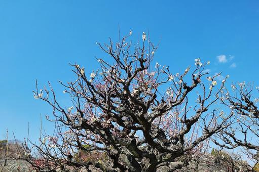 梅の木 梅の木 梅の木,花木,花梅の写真素材