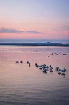 夜明けのサロマ湖と白鳥 夜明けのサロマ湖と白鳥 北海道,サロマ湖,湖の写真素材