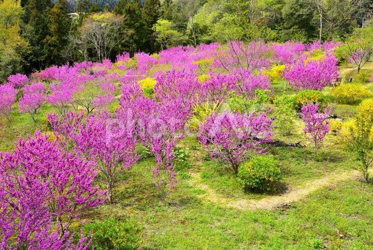 きれいな花の丘 花,花桃,景色の写真素材
