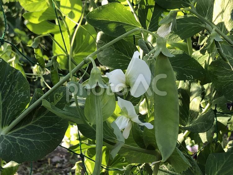 鮮やかな絹さやの花と絹さや 絹さや,花,白の写真素材