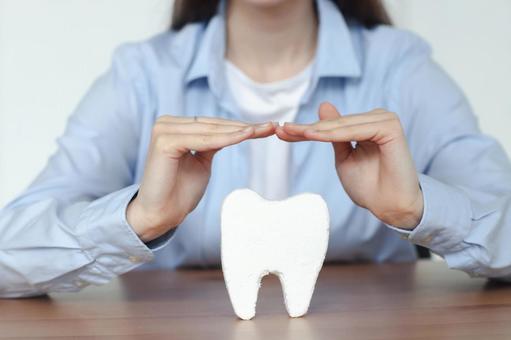 歯の模型を両手で守る手元 歯科,医療,予防の写真素材