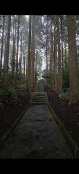 静かな森林 森林,木漏れ日,自然の写真素材