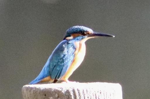 何を見てるの？カワセミさん 自然,野鳥,水辺の写真素材
