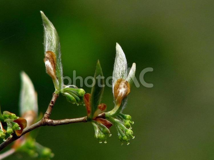 ヤマコウバシの花と芽吹き ヤマコウバシ,若葉,新葉の写真素材