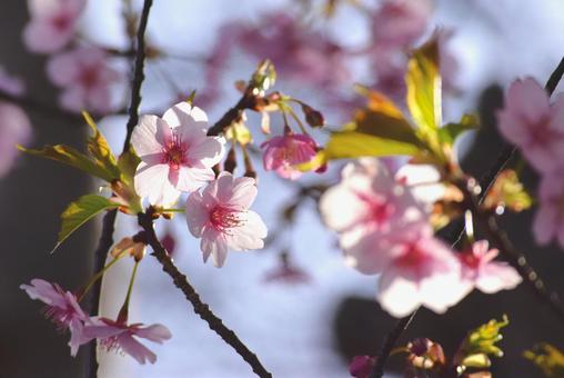 河津桜の写真
