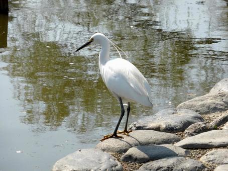 岸辺から池の水面を眺めるコサギ 岸辺から池の水面を眺めるコサギ コサギ,鳥,野鳥の写真素材