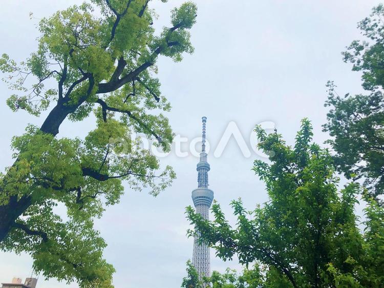 木々とスカイツリー 木々,屋外で,晴れの写真素材