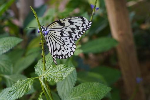 片面蝶々 花,自然,虫の写真素材