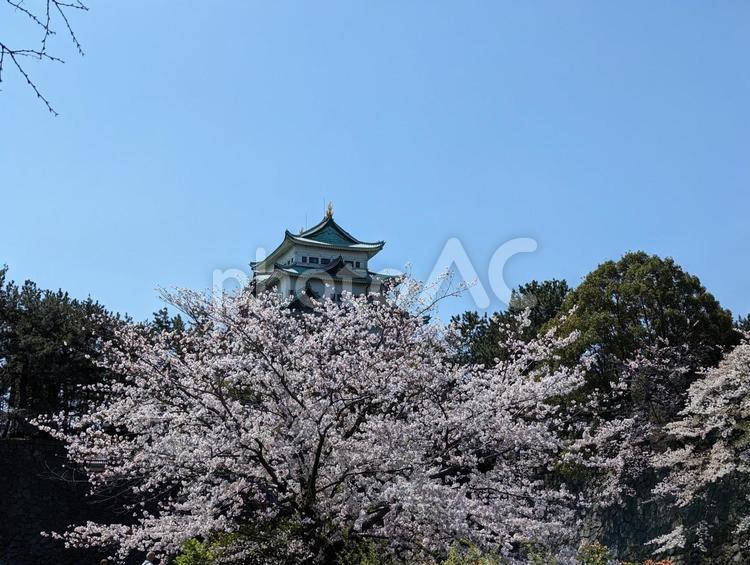 名古屋城の桜 桜,花,春の写真素材