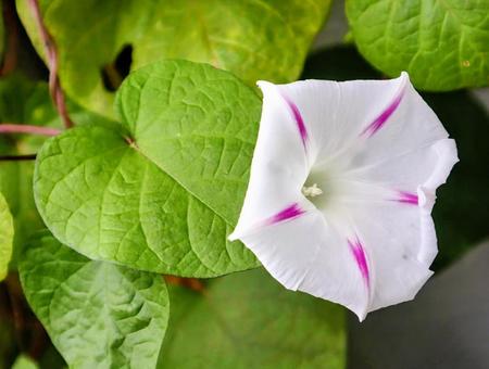 カガミグサ 朝顔,花,flowerの写真素材