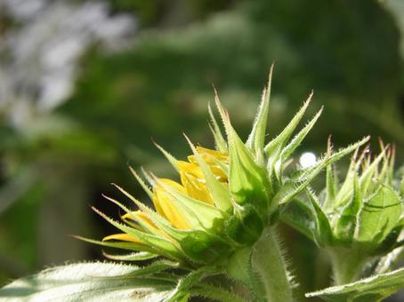 ひまわり ひまわり,植物,夏の写真素材