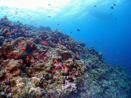 沖縄の海 沖縄の海の写真