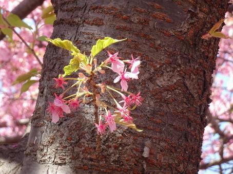 河津桜の公園-111 河津桜の公園-111の写真