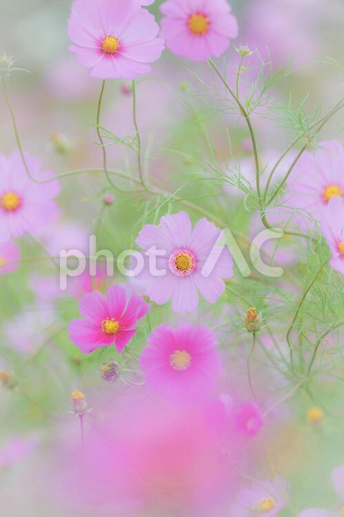 風にゆれる秋桜 コスモス,花,植物の写真素材