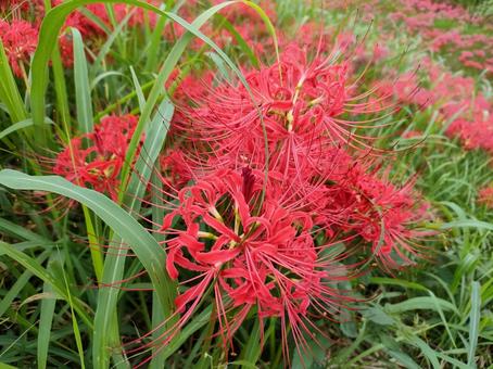 彼岸花のアップ 彼岸花のアップ 彼岸花,曼殊沙華,リコリスの写真素材