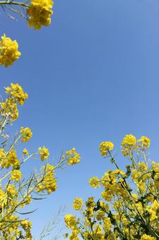 菜の花 空,背景,菜の花の写真素材