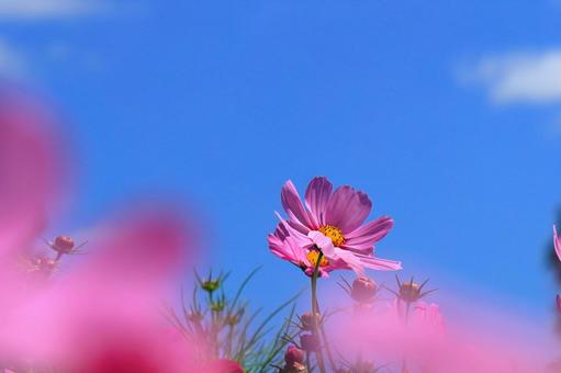 Cosmos shining against the blue sky-6, JPG