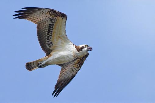 まだ暑い秋、口を開けて飛ぶミサゴの写真